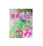 りいのすけスタンプ鳥、矮鶏、トンビ、鶉（個別スタンプ：36）