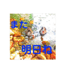りいのすけスタンプ鳥、矮鶏、トンビ、鶉（個別スタンプ：40）