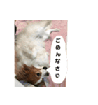 ベリー6歳（個別スタンプ：3）