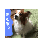 ベリー6歳（個別スタンプ：6）