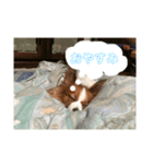 ベリー6歳（個別スタンプ：8）