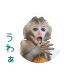 愚かな猿 3(JP)（個別スタンプ：4）