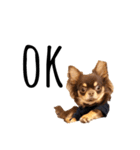 Alex Chihuahua（個別スタンプ：3）