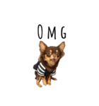 Alex Chihuahua（個別スタンプ：4）