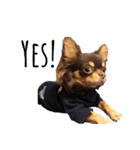 Alex Chihuahua（個別スタンプ：6）