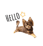 Alex Chihuahua（個別スタンプ：7）