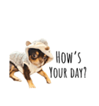 Alex Chihuahua（個別スタンプ：8）