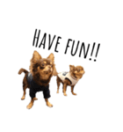 Alex Chihuahua（個別スタンプ：9）