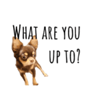 Alex Chihuahua（個別スタンプ：10）
