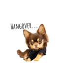 Alex Chihuahua（個別スタンプ：11）