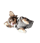 Alex Chihuahua（個別スタンプ：12）
