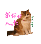 カルーアの日常（個別スタンプ：15）