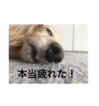 ミニチュアダックスフントレモンちゃん（個別スタンプ：3）