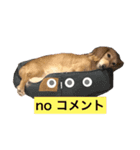 ミニチュアダックスフントレモンちゃん（個別スタンプ：7）