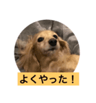 ミニチュアダックスフントレモンちゃん（個別スタンプ：8）