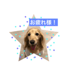 ミニチュアダックスフントレモンちゃん（個別スタンプ：9）