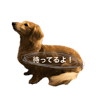 ミニチュアダックスフントレモンちゃん（個別スタンプ：10）