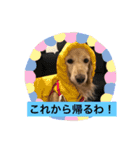 ミニチュアダックスフントレモンちゃん（個別スタンプ：11）