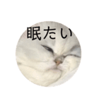 おこい（個別スタンプ：3）