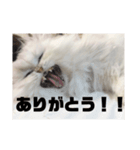 おこい（個別スタンプ：6）