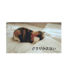 ぷっくんすたんぷ（個別スタンプ：4）