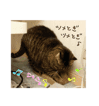 ぷっくんすたんぷ（個別スタンプ：8）