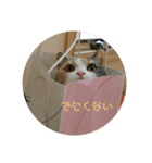 ぷっくんすたんぷ（個別スタンプ：11）