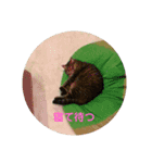 ぷっくんすたんぷ（個別スタンプ：12）
