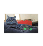 ぷっくんすたんぷ（個別スタンプ：13）