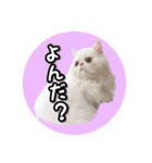 YouTuberまーくんの猫つみれ「エキゾチック（個別スタンプ：1）