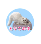 YouTuberまーくんの猫つみれ「エキゾチック（個別スタンプ：2）