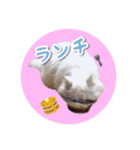 YouTuberまーくんの猫つみれ「エキゾチック（個別スタンプ：3）