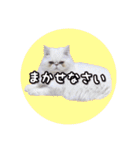 YouTuberまーくんの猫つみれ「エキゾチック（個別スタンプ：5）
