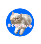 YouTuberまーくんの猫つみれ「エキゾチック（個別スタンプ：6）