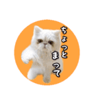 YouTuberまーくんの猫つみれ「エキゾチック（個別スタンプ：8）