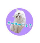 YouTuberまーくんの猫つみれ「エキゾチック（個別スタンプ：10）