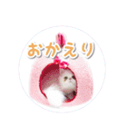 YouTuberまーくんの猫つみれ「エキゾチック（個別スタンプ：11）
