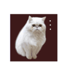 YouTuberまーくんの猫つみれ「エキゾチック（個別スタンプ：13）