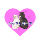 YouTuberまーくんの猫つみれ「エキゾチック（個別スタンプ：15）