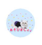 YouTuberまーくんの猫つみれ「エキゾチック（個別スタンプ：17）