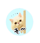 YouTuberまーくんの猫つみれ「エキゾチック（個別スタンプ：18）