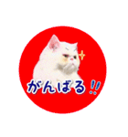 YouTuberまーくんの猫つみれ「エキゾチック（個別スタンプ：19）