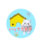 YouTuberまーくんの猫つみれ「エキゾチック（個別スタンプ：20）