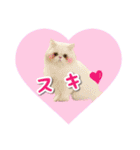 YouTuberまーくんの猫つみれ「エキゾチック（個別スタンプ：21）