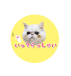 YouTuberまーくんの猫つみれ「エキゾチック（個別スタンプ：23）