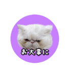 YouTuberまーくんの猫つみれ「エキゾチック（個別スタンプ：24）