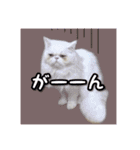 YouTuberまーくんの猫つみれ「エキゾチック（個別スタンプ：25）