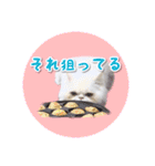 YouTuberまーくんの猫つみれ「エキゾチック（個別スタンプ：26）
