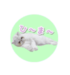 YouTuberまーくんの猫つみれ「エキゾチック（個別スタンプ：27）
