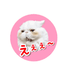 YouTuberまーくんの猫つみれ「エキゾチック（個別スタンプ：28）